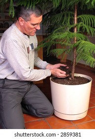 Man Transplanting A Norfolk Island Pine