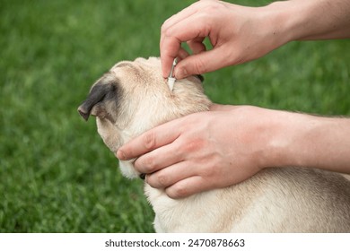 A man treats a dog against ticks and fleas. Drops from parasites for animals. Pug. Caring for pets, love, protecting a dog from fleas and ticks.