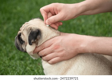 A man treats a dog against ticks and fleas. Drops from parasites for animals. Pug. Caring for pets, love, protecting a dog from fleas and ticks. - Powered by Shutterstock