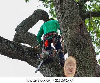 Man up a tree with a chainsaw to cut down branches working for a tree removal company. - Powered by Shutterstock - Get 15% off with code: PIKWIZARD15
