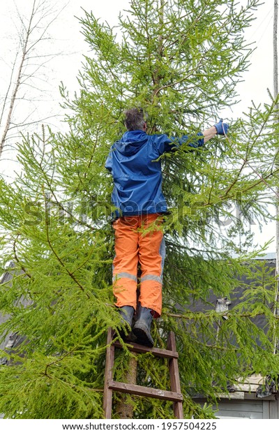 man, a tree surgeon on a ladder ties a rope for\
sawing branches from a\
tree.