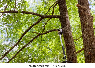 Man Trimming Branches From A Tree A Chainsaw In The Forest