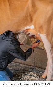 Man trimming cows utter in preparation of showing off the animal in a state fair. - Shutterstock ID 2197420153
