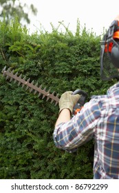 Man Trimming Hedge