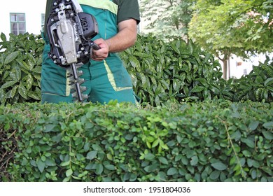 A Man Trimming Hedge In City Park

