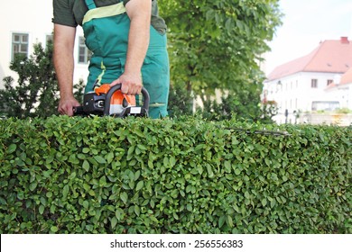 A Man Trimming Hedge In City Park