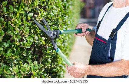 Man Trimming Hedgerow Garden Fence With Gardening Scissors Close Up 