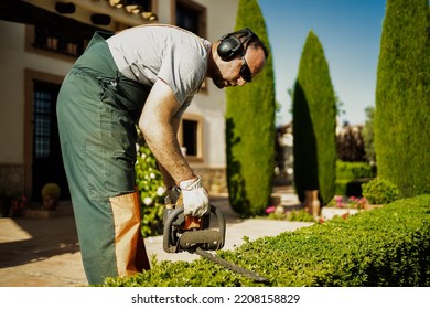 Man Trimming Hedges. Hedge Trimming Work In A Beautiful Garden.