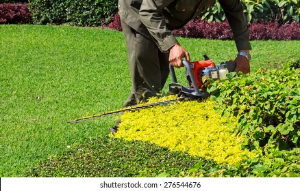 A Man Trimming Shrub With Hedge Trimmer, Closeup