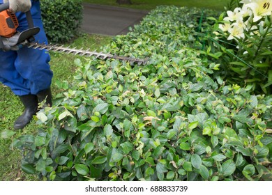 A Man Trimming Shrub With Hedge Trimmer.