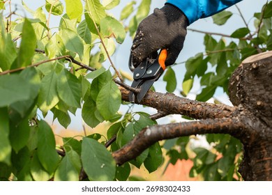 A man trims a tree branch with pruning shears, removing excess growth to improve health and yield.