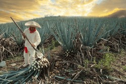 Man With Typical Clothes And Hat Working In The Field With Sunset Clouds In The Agave Cut To Make Tequila.