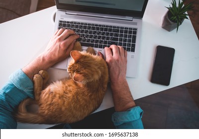 Der Mensch tippt auf den Laptop, während die Ingwer-Katze auf der Tastatur schläft. Draufsicht.Mann, der von zu Hause aus auf Laptop in drahtlosen Kopfhörern arbeitet. Heimbüro mit Hauskatze