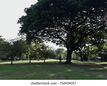 a man under a big tree