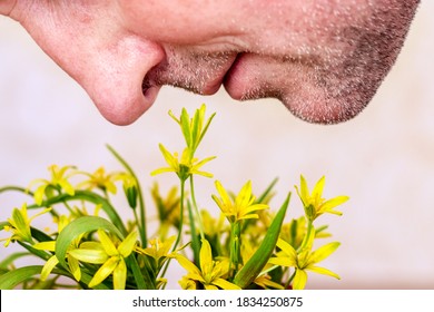 A Man With An Unshaven Face Sniffs Spring Yellow Flowers