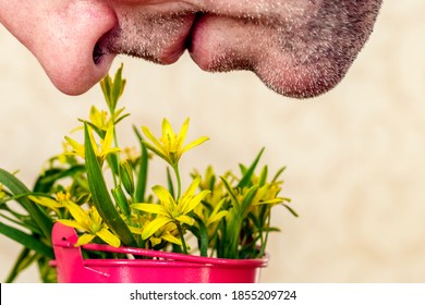 A Man With An Unshaven Face Sniffs Spring Yellow Flowers