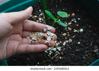 man using crushed egg shell for organic fertilizer for garden