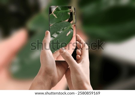 Man using mobile phone to recognize disease of house plant, closeup. Finder app