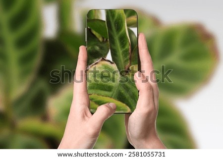 Man using mobile phone to recognize disease of house plant, closeup. Finder app