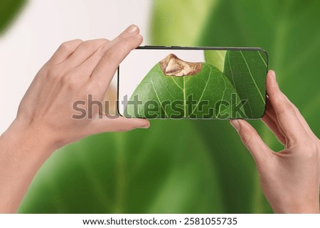 Man using mobile phone to recognize disease of house plant, closeup. Finder app