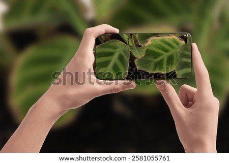 Man using mobile phone to recognize disease of house plant, closeup. Finder app