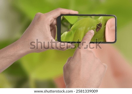 Man using mobile phone to recognize disease of house plant, closeup. Finder app