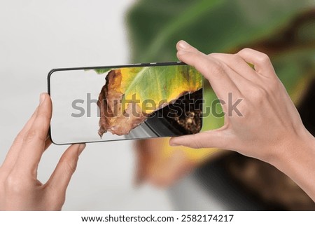 Man using mobile phone to recognize disease of house plant, closeup. Finder app