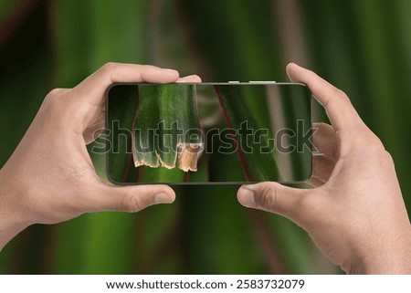 Man using mobile phone to recognize disease of house plant, closeup. Finder app