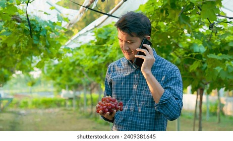 A man using phone contact customer , freshly harvested red grapes grape harvest. - Powered by Shutterstock