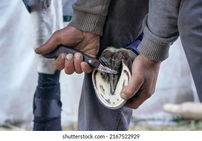 Man using pick knife tool to clean horse hoof, before applying new horseshoe. Closeup up detail to hands holding animal feet - Powered by Shutterstock