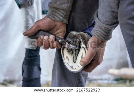 Man using pick knife tool to clean horse hoof, before applying new horseshoe. Closeup up detail to hands holding animal feet