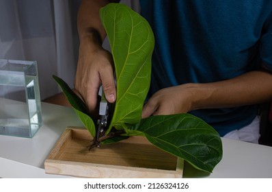 A man is using pruning shears to cut the branches of a Fiddle-leaf fig. to be propagated by cuttings in water. Fiddle-leaf fig Can be used as a home decoration plant.