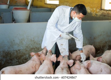 Man veterinarian are going to make injection with drug to domestic pigs