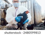 Man veterinarian wearing protective gear examines black chicken with stethoscope, ensuring health and well-being of poultry. Protection of poultry from Newcastle disease, influenza, pullorosis