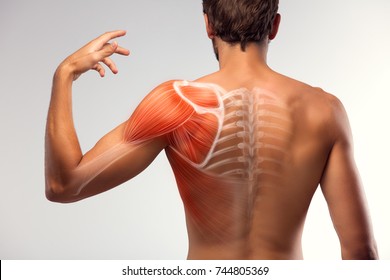Man view from back. Blades, shoulder and trapezoid illustration.
