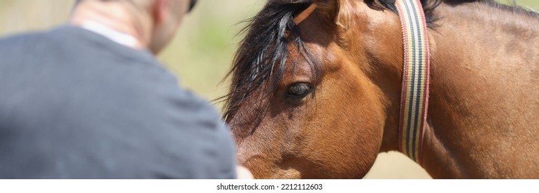 A Man, Viewed From The Back, Strokes The Brown Muzzle Of A Horse