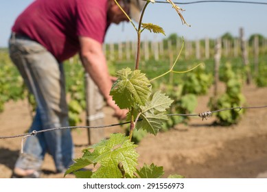 man in vineyard