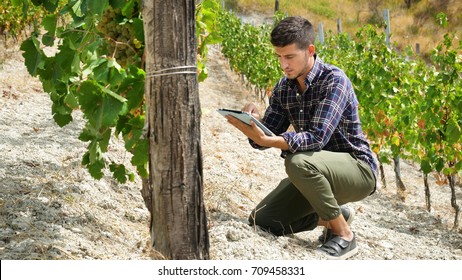 A man in a vineyard with his smiling tablet after checking his grapes traceability and growing for the production of his Italian wine. Concept of: agriculture, wine, drinks, bio, nature and technology - Powered by Shutterstock