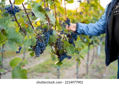 A man in a vineyard shows the fruits of dark autumn grapes for processing into wine. Autumn grape fields for late harvest for wine. - Shutterstock ID 2214977901