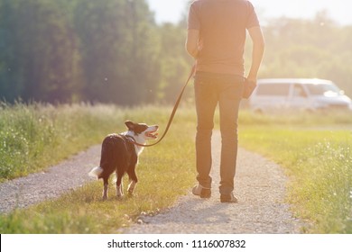 Man walk with young border collie dog - Powered by Shutterstock