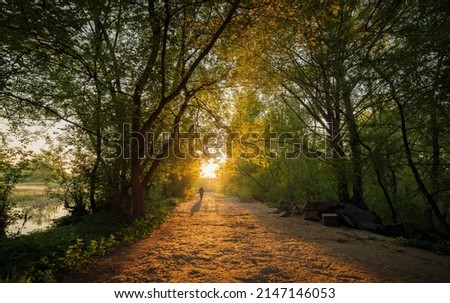 A man walking alone on a bad rough road among green trees, a silhouette of a man in a natural tunnel.
One person on the way to sunrise. A light in the end of a tunnel.The man comes out of the darkness