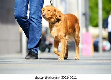 Man Walking The Dog In The City