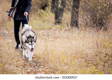 Man Walking With A Dog Husky