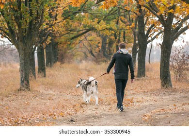 Man Walking With A Dog Husky