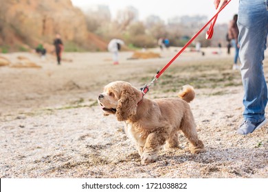 歩く 犬 の写真素材 画像 写真 Shutterstock