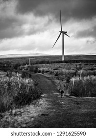 Man Walking Dog At Wind Farm