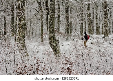 Man walking in the forest