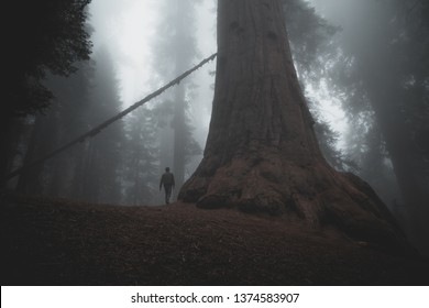 Man walking to the forest in the sequoia national park giant tree huge oak fall autumn foggy weather people male model  - Powered by Shutterstock