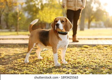 Man walking his cute Beagle dog in autumn park