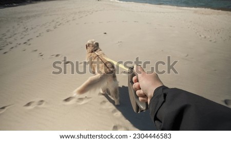 Man walking his golden retriever on sea beach.POV shot